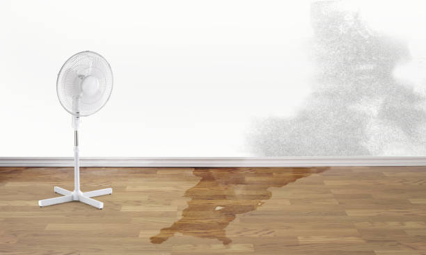 Best Mold removal after water damage  in Verdigris, OK